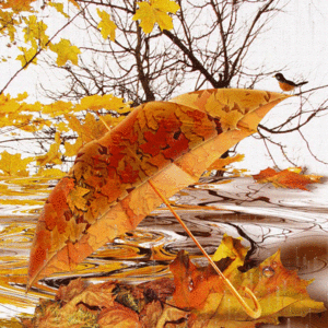  Autumn shabiki Art
