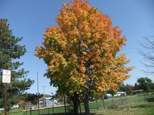  Autumn pokok