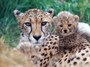  Cheetah Family
