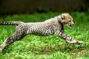 Cheetah Run: Cub Version