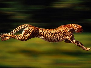  Cheetah Run