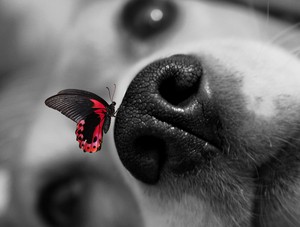 Dog and Butterfly 