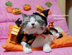  Halloween Kucing
