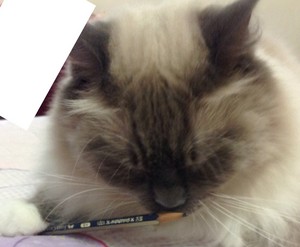 My cat like pencils. MDR