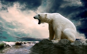  Polar くま, クマ