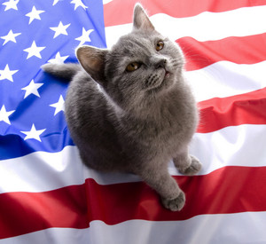  Presidential Cat.