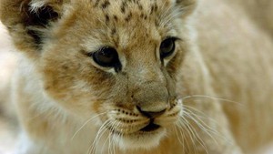  San Diego Safari Park lion cub