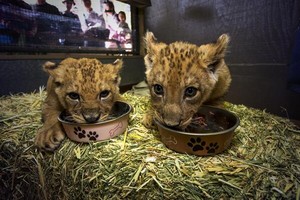 San Diego Safari Park lion cubs eating