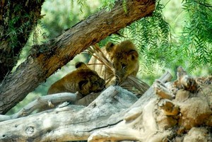  San Diego Safari Park lion cubs