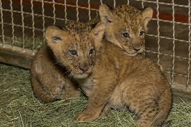  San Diego Safari Park cute lion cubs