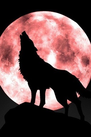  wolf howling at red moon
