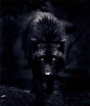  dark भेड़िया