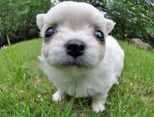  Cute anak anjing ❤