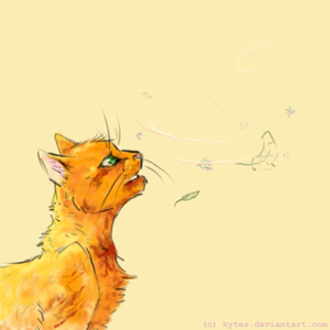  feuer star, sterne of ThunderClan