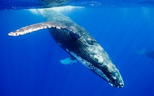  Humpback walvis achtergrond