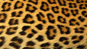  Large Cheetah bulu kertas dinding