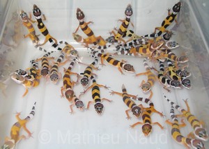  Leopard geckos!
