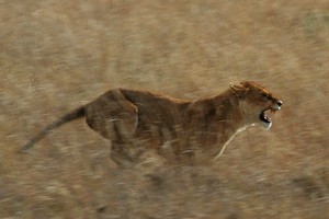  sư tử cái, lioness hunting