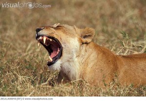  singa betina yawning