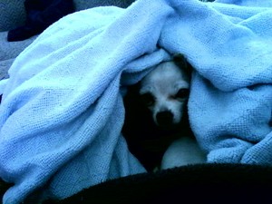  Loki and his blanket
