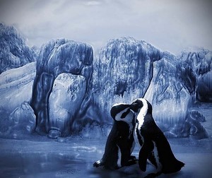  पेंगुइन Couple.