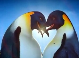  Penguins In Love.