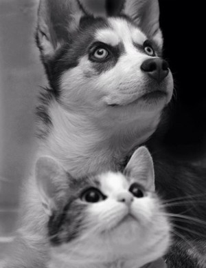  کتے and Cat