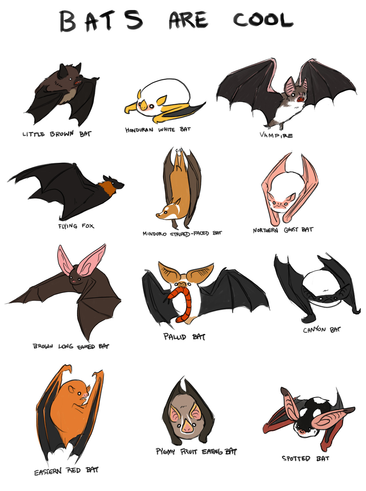 Types of Bats        