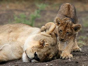  adorable lion cub and mom