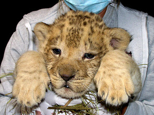  adorable lion cub