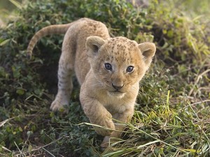  adorable lion cub