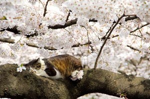 cat with cherry blossoms