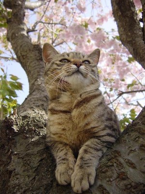  cat with چیری, آلو بالو blossoms
