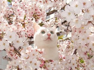 猫 with 樱桃 blossoms