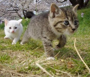  kitten with seresa blossoms