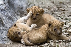  3 adorable lion cubs