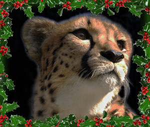  A Cheetah 크리스마스