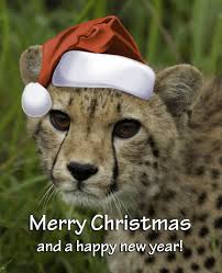  A Cheetah navidad