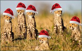  A Cheetah navidad