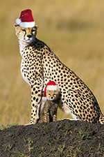  A Cheetah giáng sinh