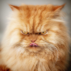  Angry Cat