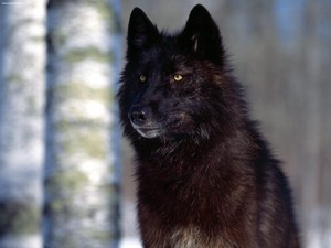  Beautiful Black wolf