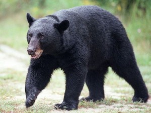  Black медведь