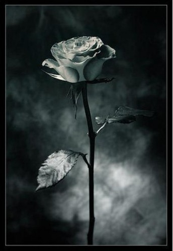 Gothic rose - Stya♬ Fan Art (37985051) - Fanpop