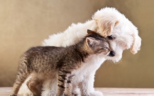  Kitten and anak anjing, anjing