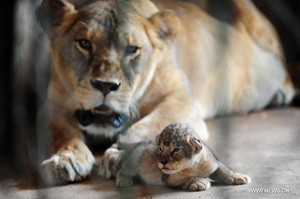  Lion cub and mother