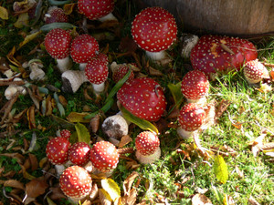 Magic mushrooms discovered in Queen Elizabeth's garden