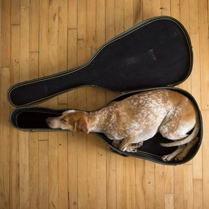  Miscellaneous pics - musician dog