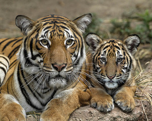  Siberian Tiger and cub