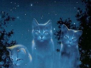 Star clan cats